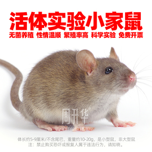 家鼠野鼠活体老鼠DBA实验鼠AD小鼠C57小黑鼠CH3小鼠SD大白鼠模型