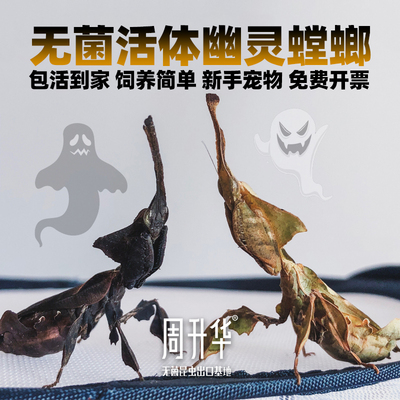 爬宠幽灵螳螂宠物绿巨螳螂饲养盒食物活物饲料中华大刀一公一母