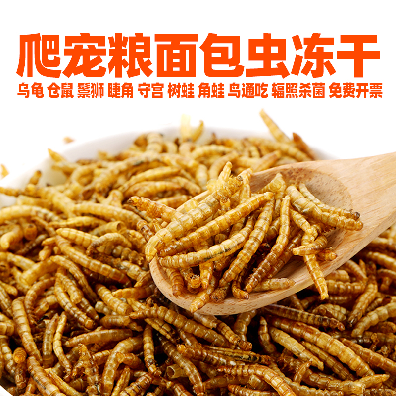 面包虫冻干鬃狮守宫蛙龟鱼鸟粮食