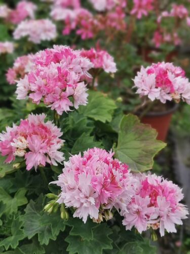 天竺葵枫叶天温哥华梦中情人服饰火山吉恩多季开花爆花型直立花苗