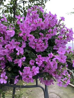 垂吊天竺葵花苗冰淡紫垂钓多季节丰花阳台庭院盆栽花卉四川基地