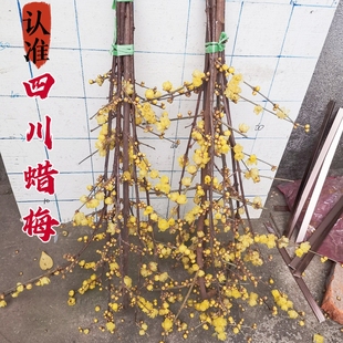 腊梅花鲜花枝条素心蜡梅鲜切花水培年宵花真花虎蹄浓檀香四川腊梅