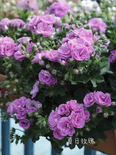 天竺葵花苗垂吊天杰克汤米夏日多季节开花多品种阳台盆栽花卉植物