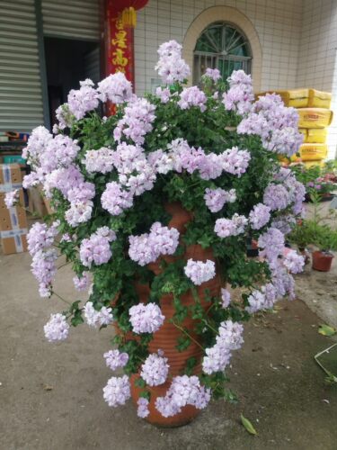 吉普赛女郎重瓣垂吊阳台庭院植物