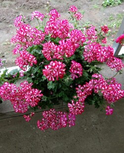 垂吊天竺葵花苗重瓣多季开花夏日杰克汤米黑玫瑰多年生大苗包邮