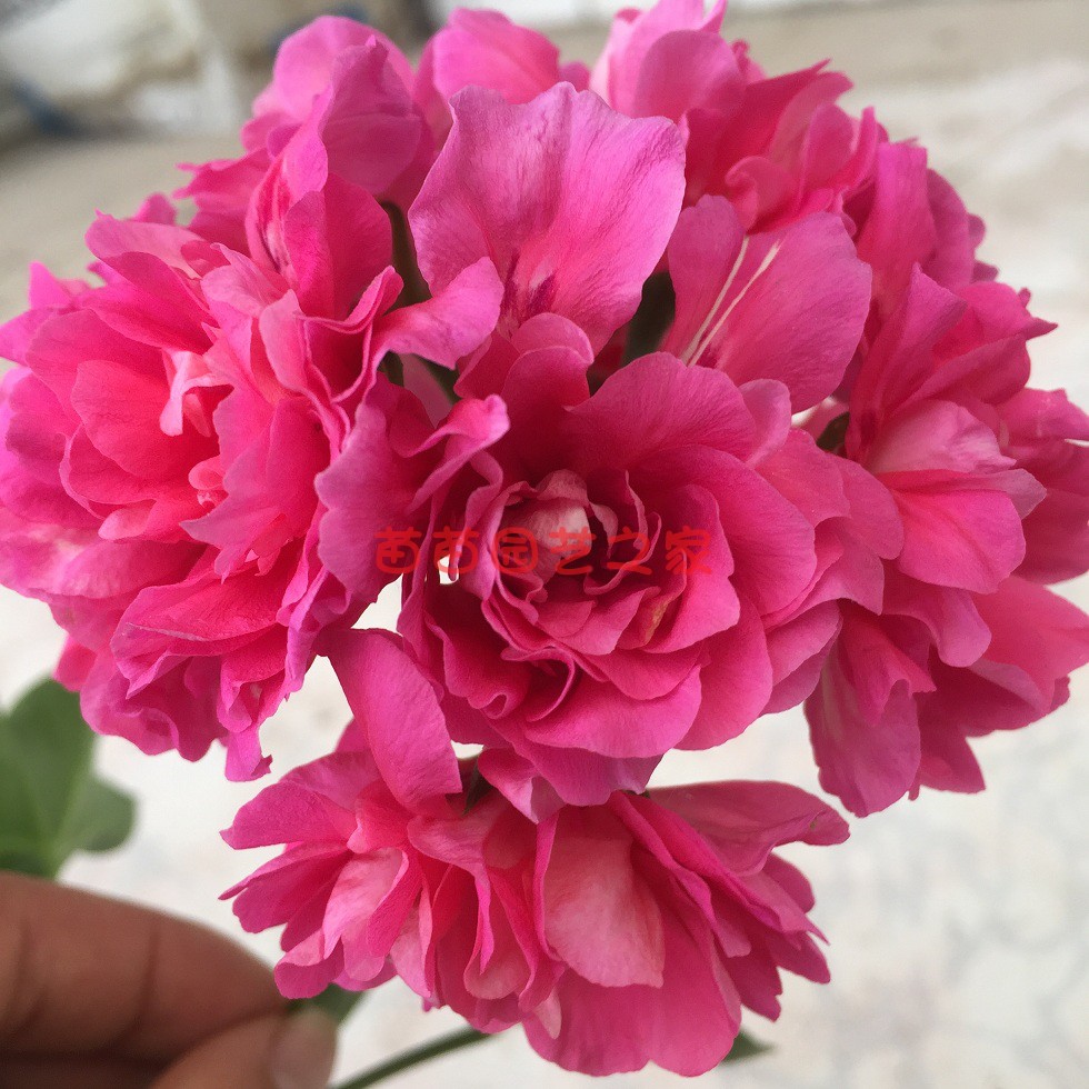 天竺葵花苗粉红地图垂吊天多季节开花阳台常绿花园垂钓盆栽粉花卉