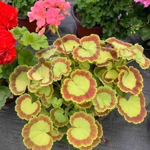 天竺葵花苗彩叶盆栽花卉奎尔特三色旗银边观叶观花阳台直立植物