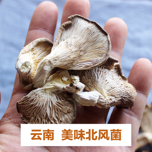 云南北风菌干货 冷菌 一窝菌 煲汤鲜美 云南土特产美味蘑菇100克