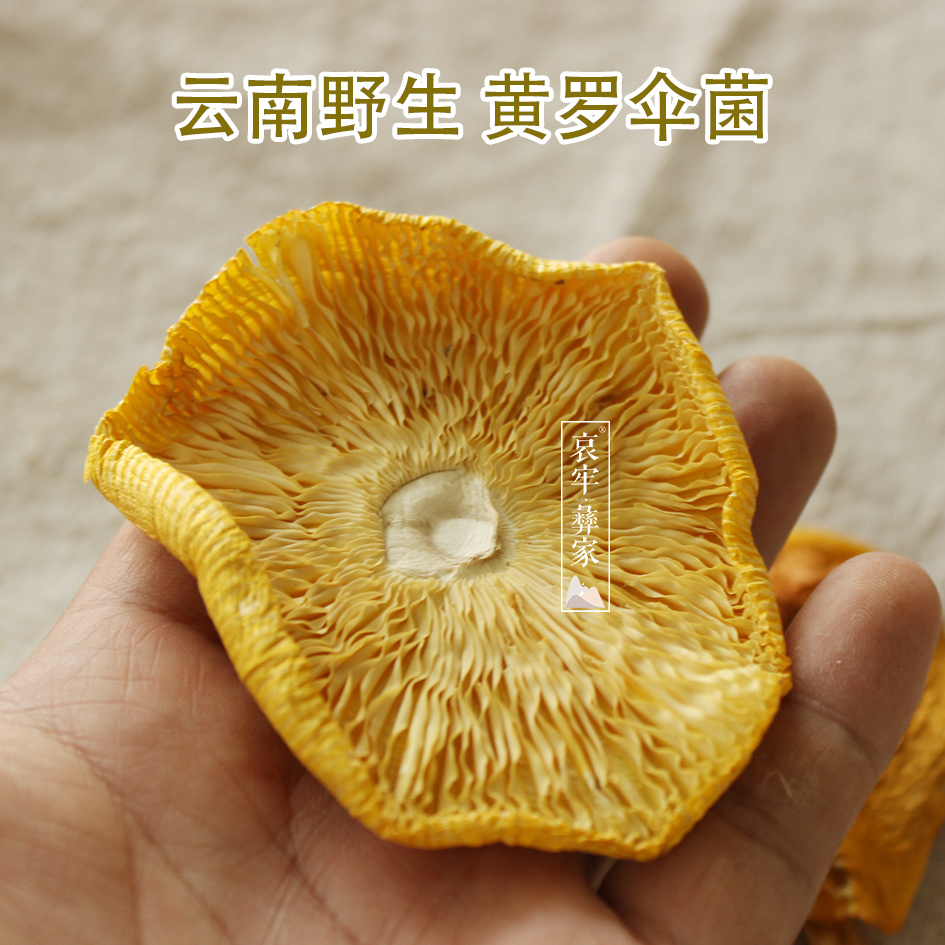 云南野生美味黄鹅蛋菌蘑菇 野生菌 黄落伞菌 黄罗伞菌 干货100g
