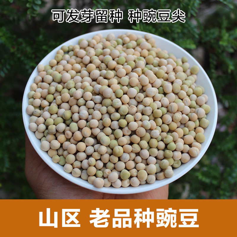 哀牢山老品种豌豆生豌豆1kg豌豆尖豌豆苗种子 可在阳台菜地种豆尖