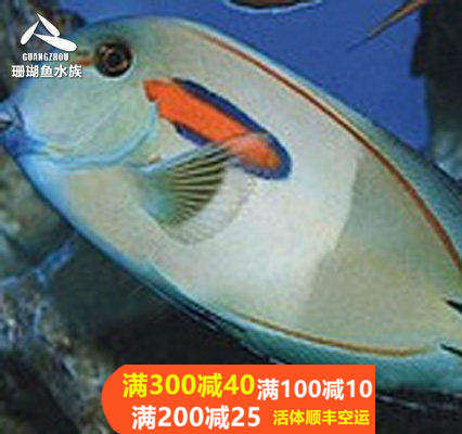 海水鱼热带水族宠物 红线一字吊 海水鱼缸热带鱼宠物活体观赏鱼