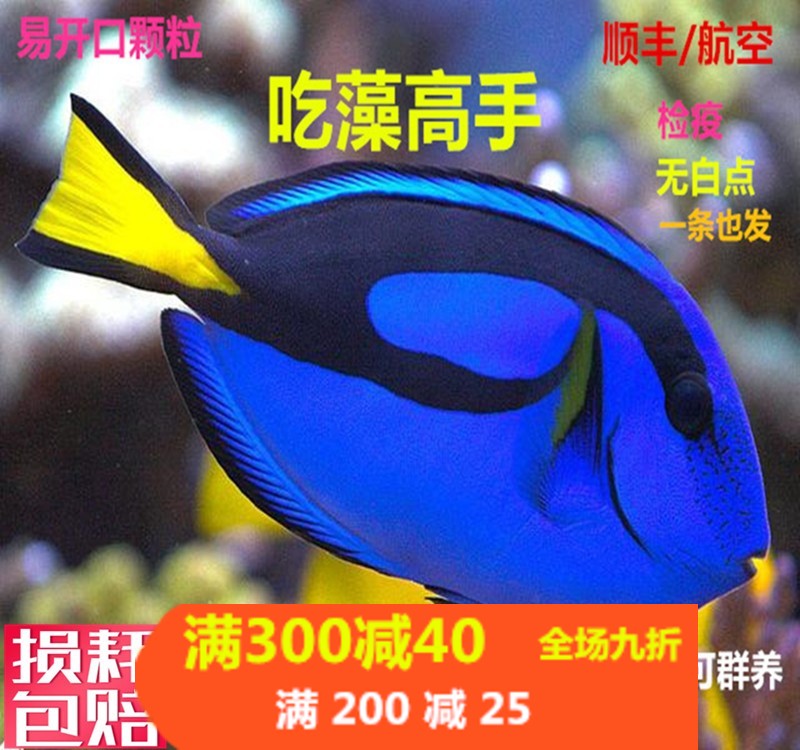 蓝吊七彩吊小丑鱼活体海水观赏鱼