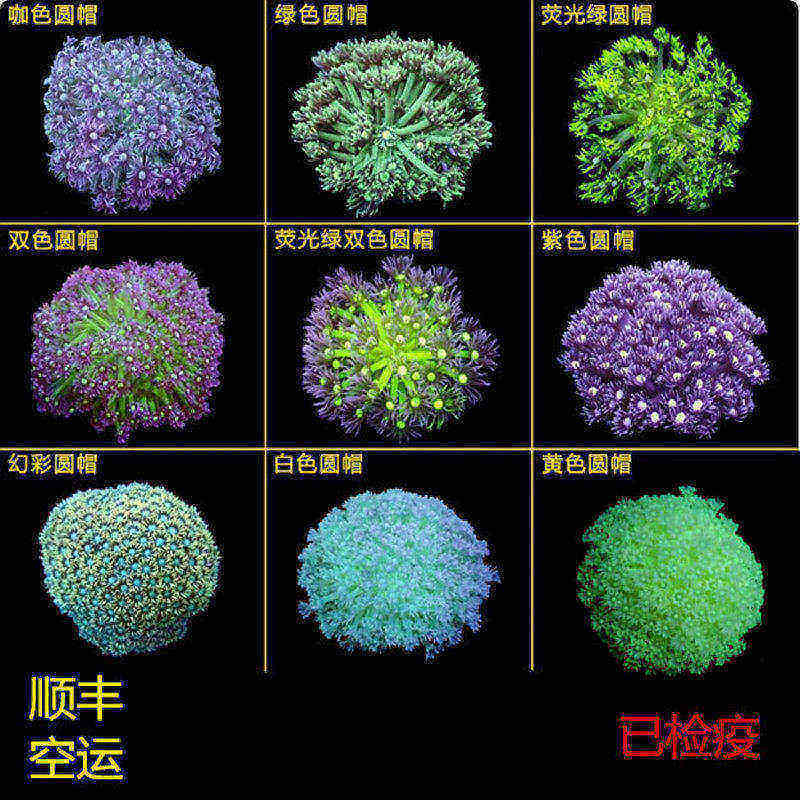 珊瑚宝石花水族宠物双色圆帽
