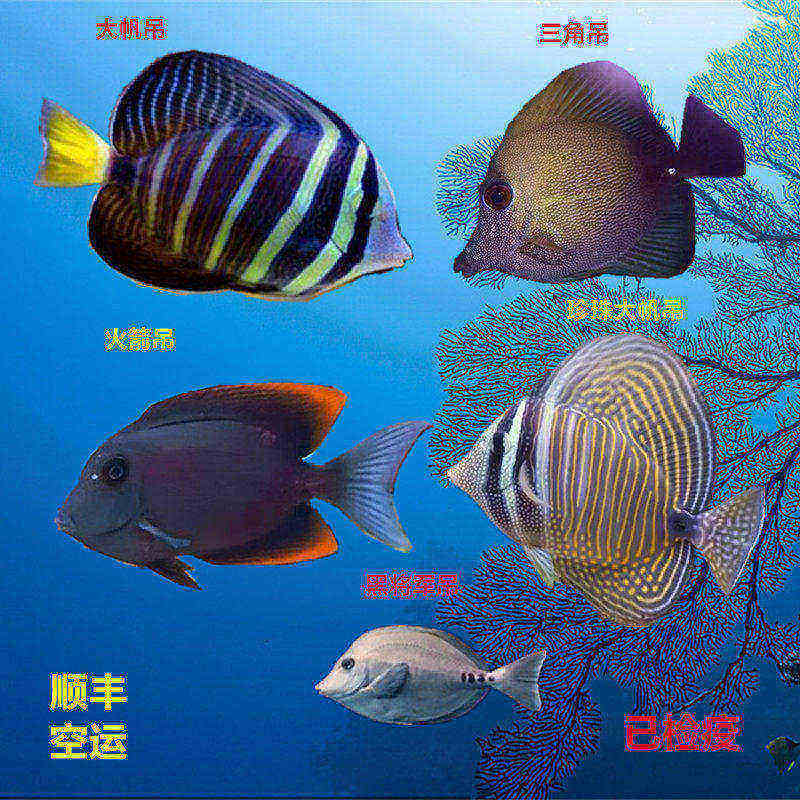 大帆吊珍珠大帆吊三角吊紫纹吊食藻海水鱼活体检疫小丑鱼