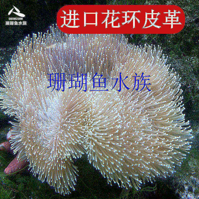顺丰包活皮革白花手指水温海水
