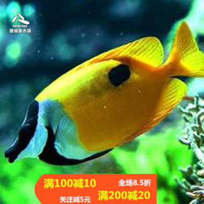 黃狐貍海水魚小丑魚海水魚