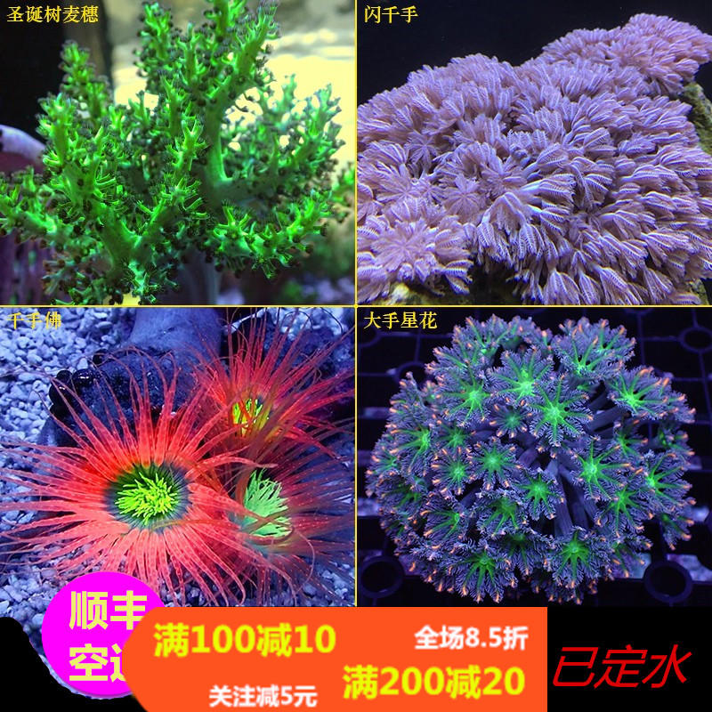 闪千手麦穗圣诞树大手星花千手佛九尾狐活体珊瑚人工软体海水活体