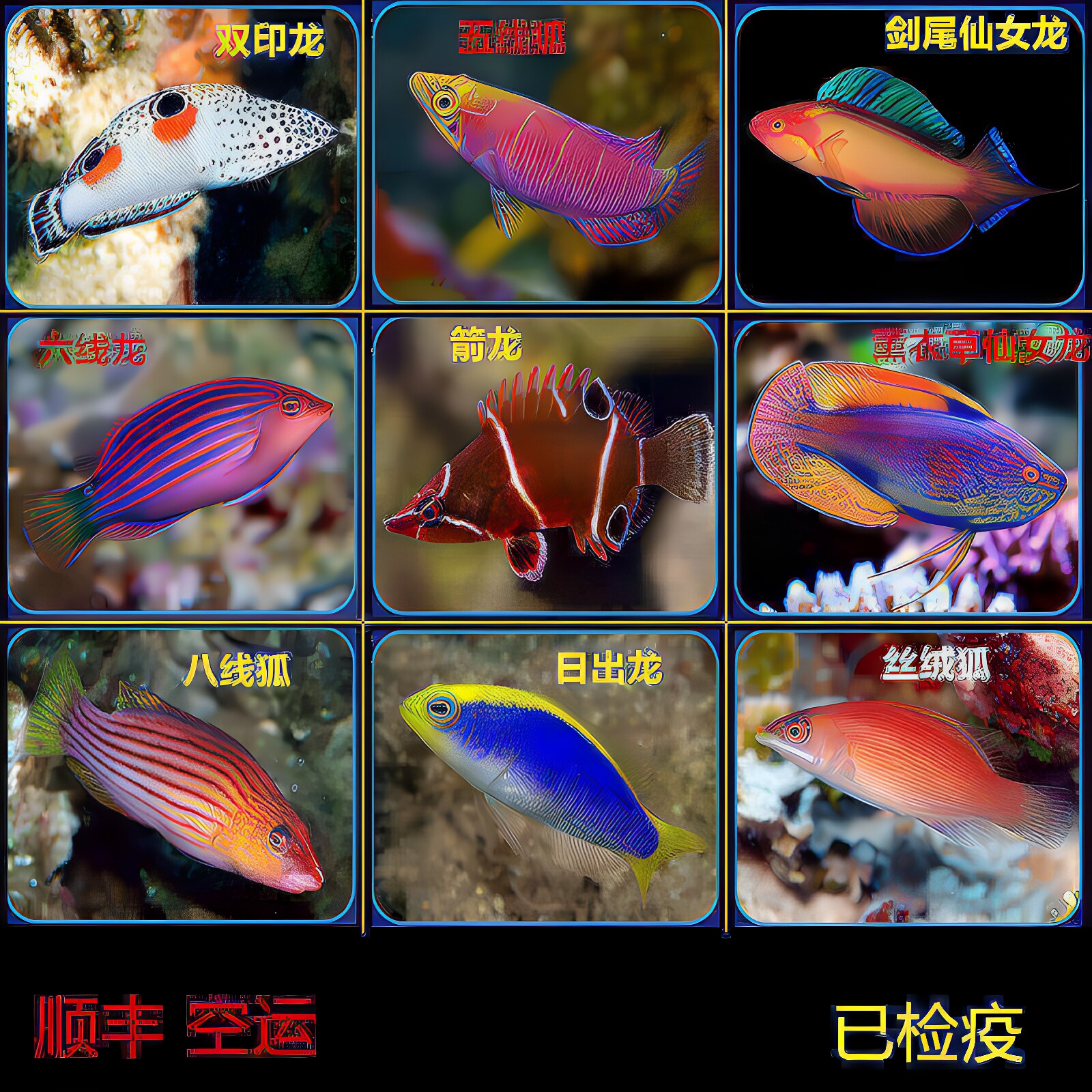 海水鱼吃蛋白虫钻沙颜色漂亮