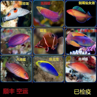 六线日出双印薰衣草仙女龙五八线狐矛纹雀隆头科海水鱼活体海水鱼