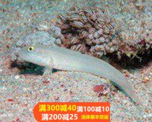 热带水族宠物海水鱼 纯色白虾虎 海水鱼缸热带鱼宠物活体观赏鱼