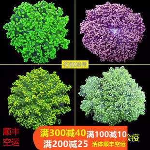 荧光绿花瓶 蛙卵珊瑚双色紫提子绿花瓶活体珊瑚海水缸lps软体生物