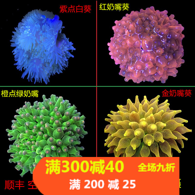 软体珊瑚海葵小丑鱼海葵漂亮好养