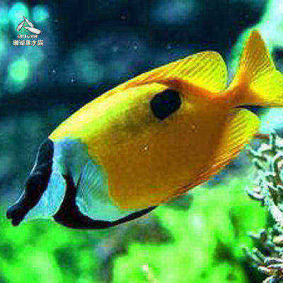 活体群游进口人工黄狐狸小丑鱼金兔仔印度七彩黄狐狸海水鱼尼莫