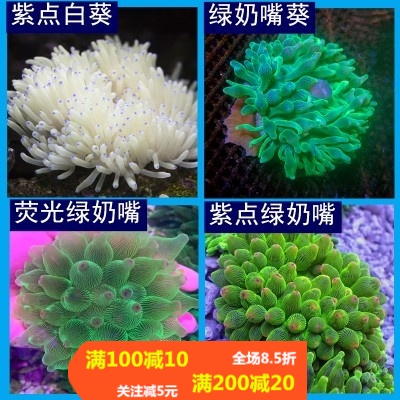 珊瑚红奶嘴杯紫点公主地毯海葵