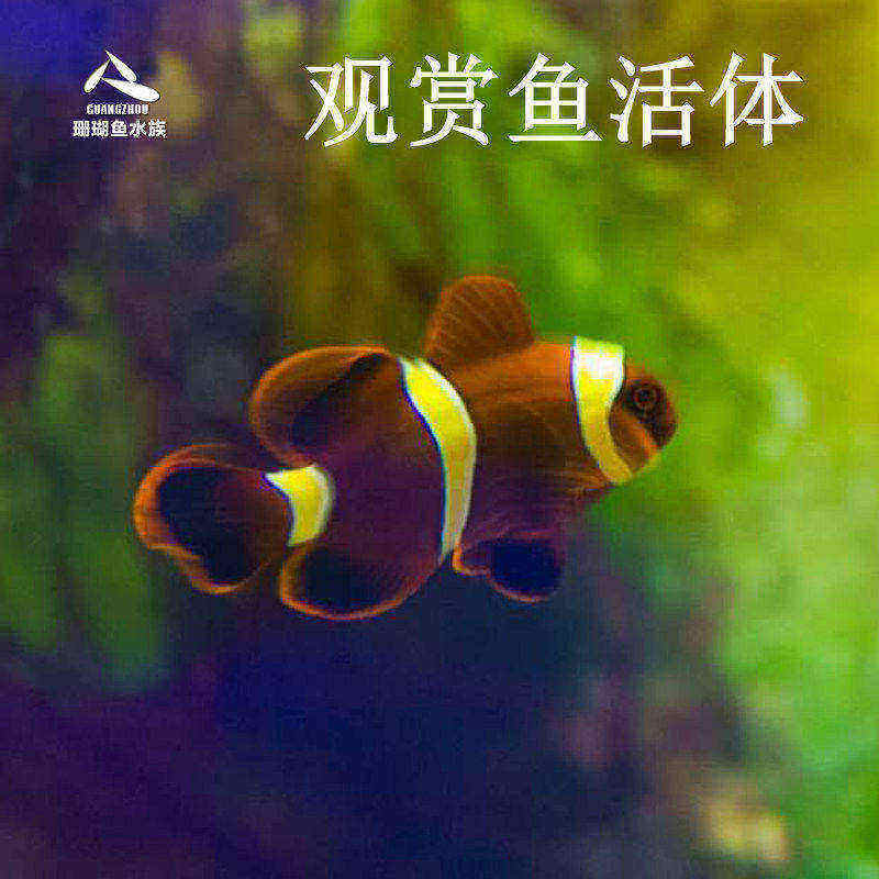活体海水鱼蓝吊七彩小丑