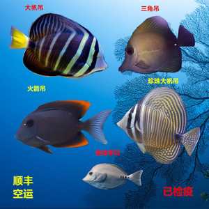 海水鱼帆吊海水鱼小丑鱼
