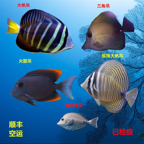 海水鱼帆吊海水鱼小丑鱼