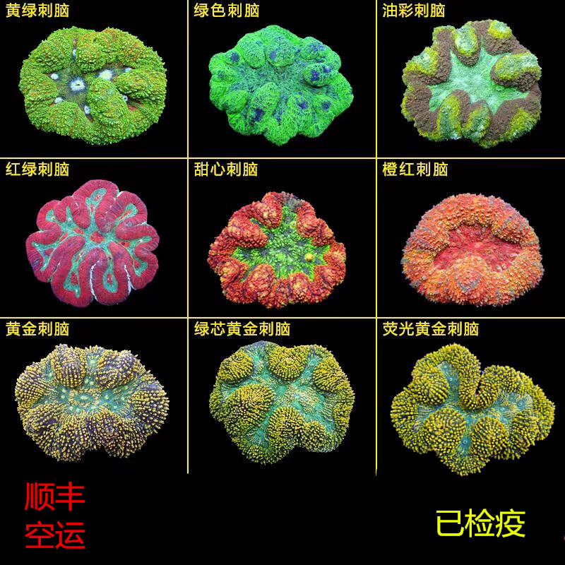 黄金刺脑海水鱼活体珊瑚易养