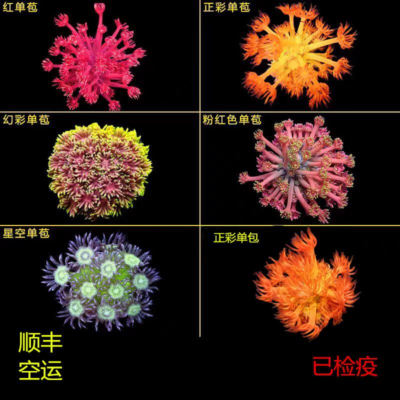 红正彩珊瑚活体水族珊瑚