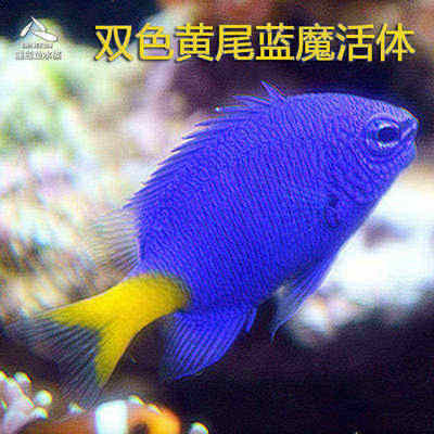 热带双色黄尾蓝魔活体水族宠物