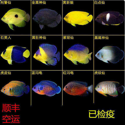 石美人白点仙黄新娘红蓝闪电虎纹仙灰尾仙海水鱼活体海水缸已检疫
