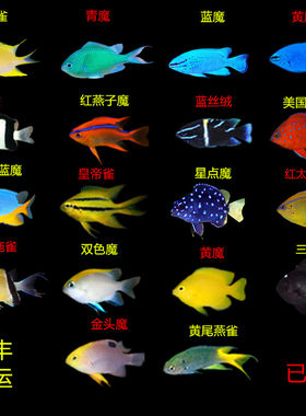 海水鱼青魔蓝魔黄魔黄肚魔金燕子