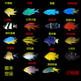 青魔黄肚蓝黄金丝红三点白丝绒燕子魔仔雀鲷闯缸鱼海水鱼活体观