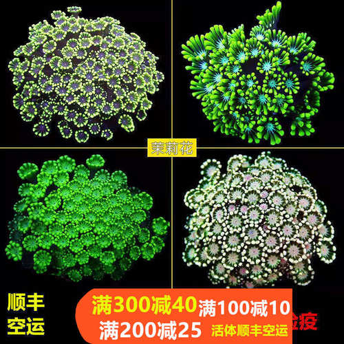 茉莉花活体珊瑚颜色漂亮容易养活