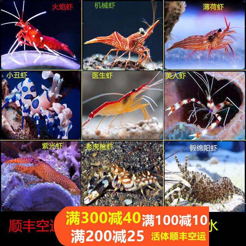 医生虾小丑虾机械美人薄荷火焰虾假绵阳虾功能虾吃藻吃垃圾寄居蟹,宠物/宠物食品及用品,虾,淘宝优惠券,粉丝福利购,淘宝优惠卷