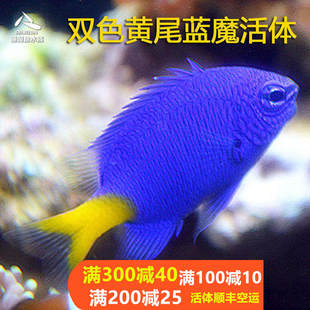 热带水族宠物海水鱼 双色黄尾蓝魔 海水鱼缸热带鱼宠物活体观赏鱼