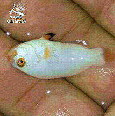 鱼缸活体水族宠物