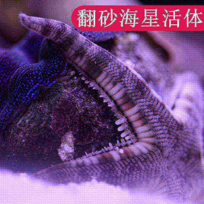 顺丰新款翻沙砂海星活体红海星双黄海星海水正连珠海星快递包活