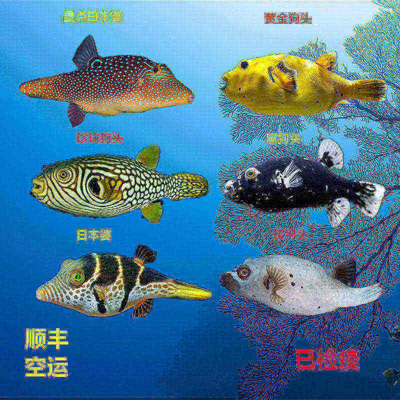 海水鱼狗头日本婆生气鱼