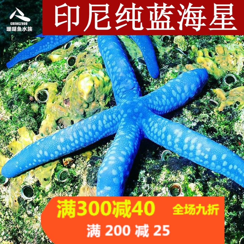 热带印尼纯蓝海星活体水族宠物