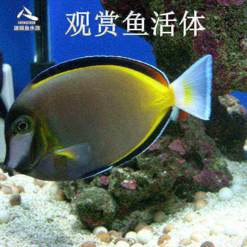 活体七彩黑花海水观赏鱼