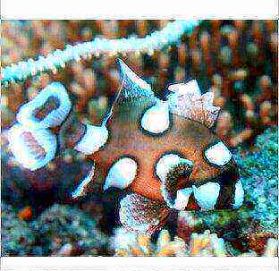 鱼缸活体水族宠物
