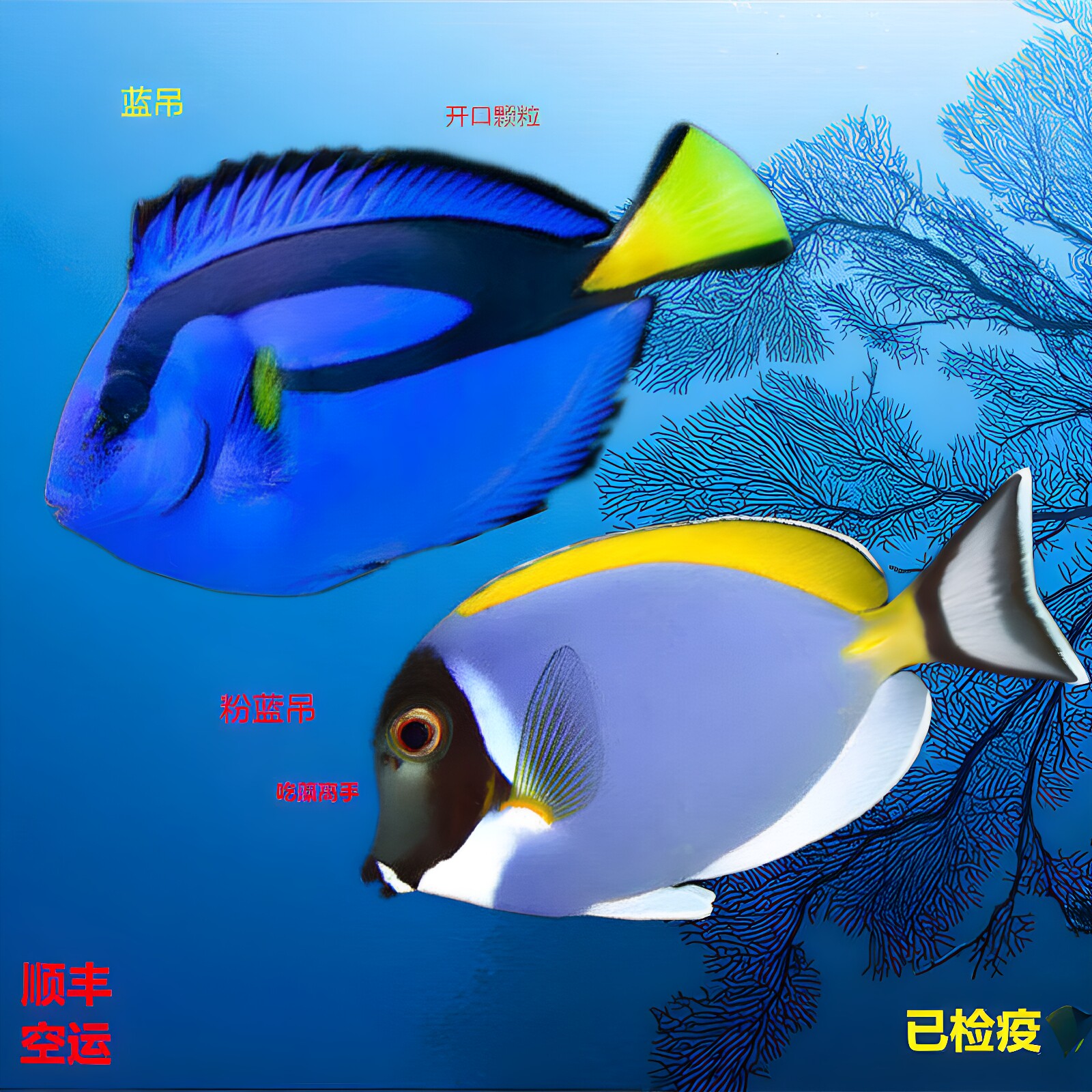 颜色漂亮吃藻群游容易开口长的快