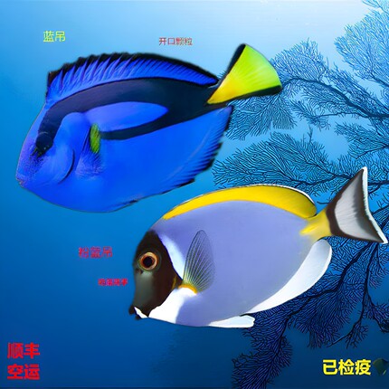 蓝吊粉蓝吊海水鱼活体海水鱼缸宠物珊瑚活体秒颗粒蓝吊粉多莉蓝吊