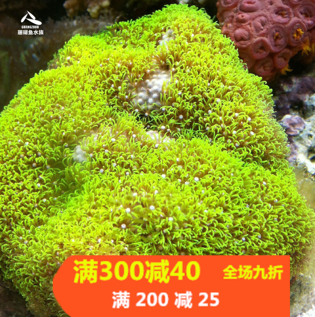 荧光绿草皮珊瑚北海日本lps软体