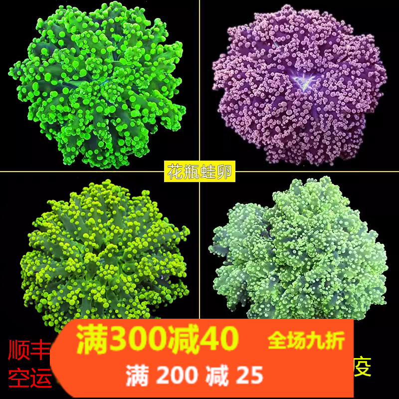 荧光绿花瓶双色紫提子珊瑚